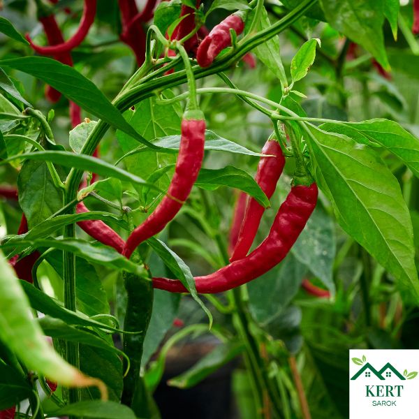Fűszerpaprika