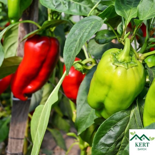 Paprika