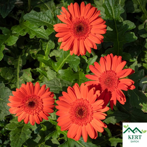 Gerbera
