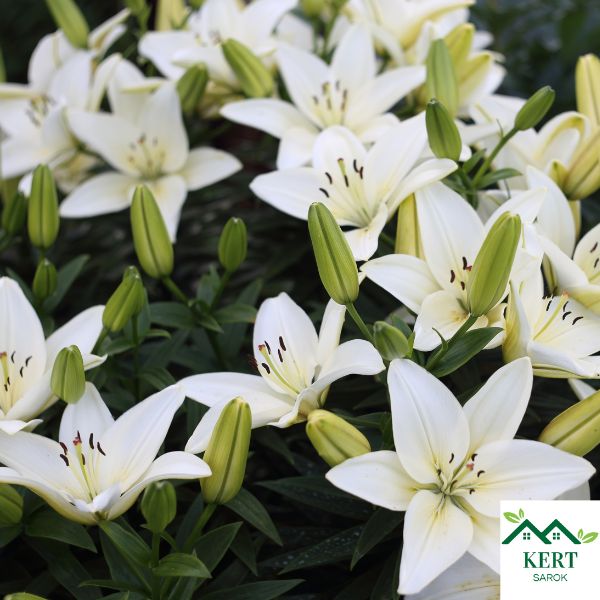 Liliom