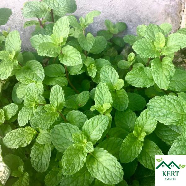 Menta