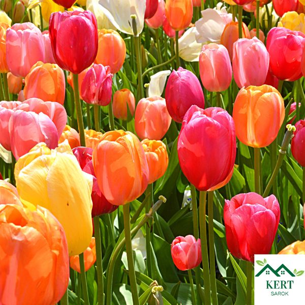 Tulipán