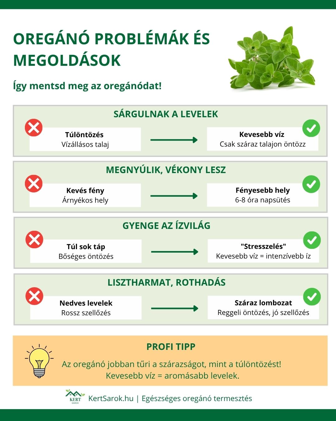 OREGANO INFOGRAFIKA