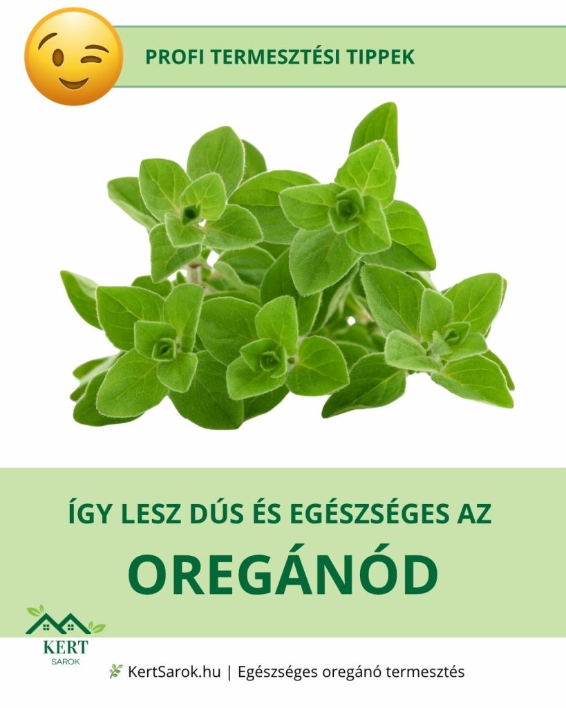 OREGANO