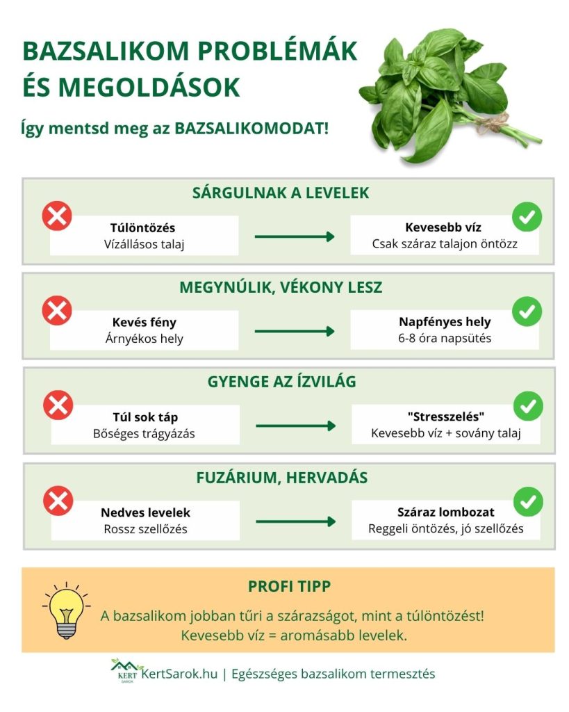 bazsalikom infografika