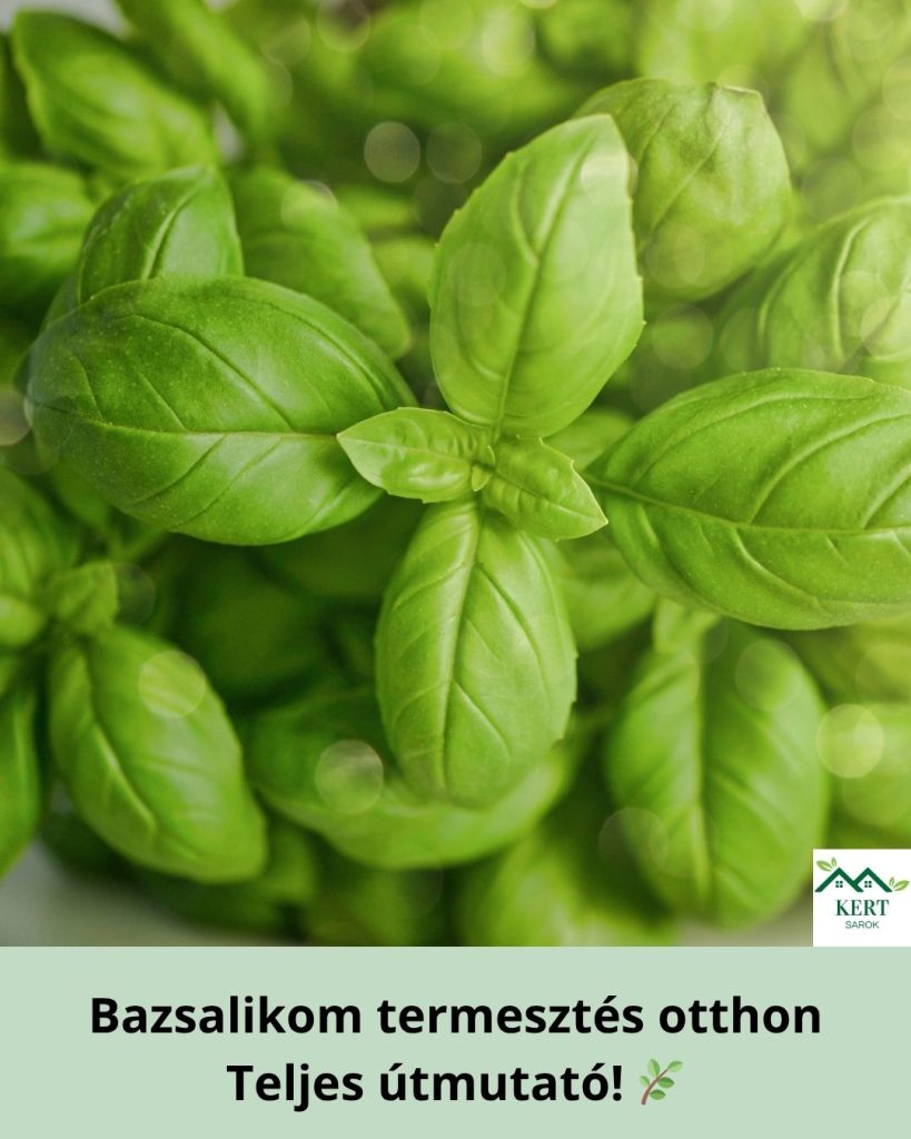 bazsalikom termesztési útmutató
