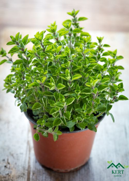 oregano cserépben