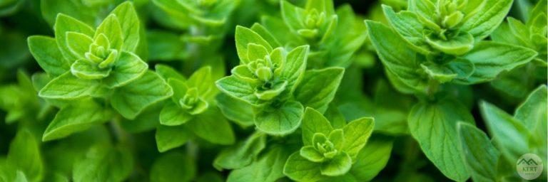 oregano