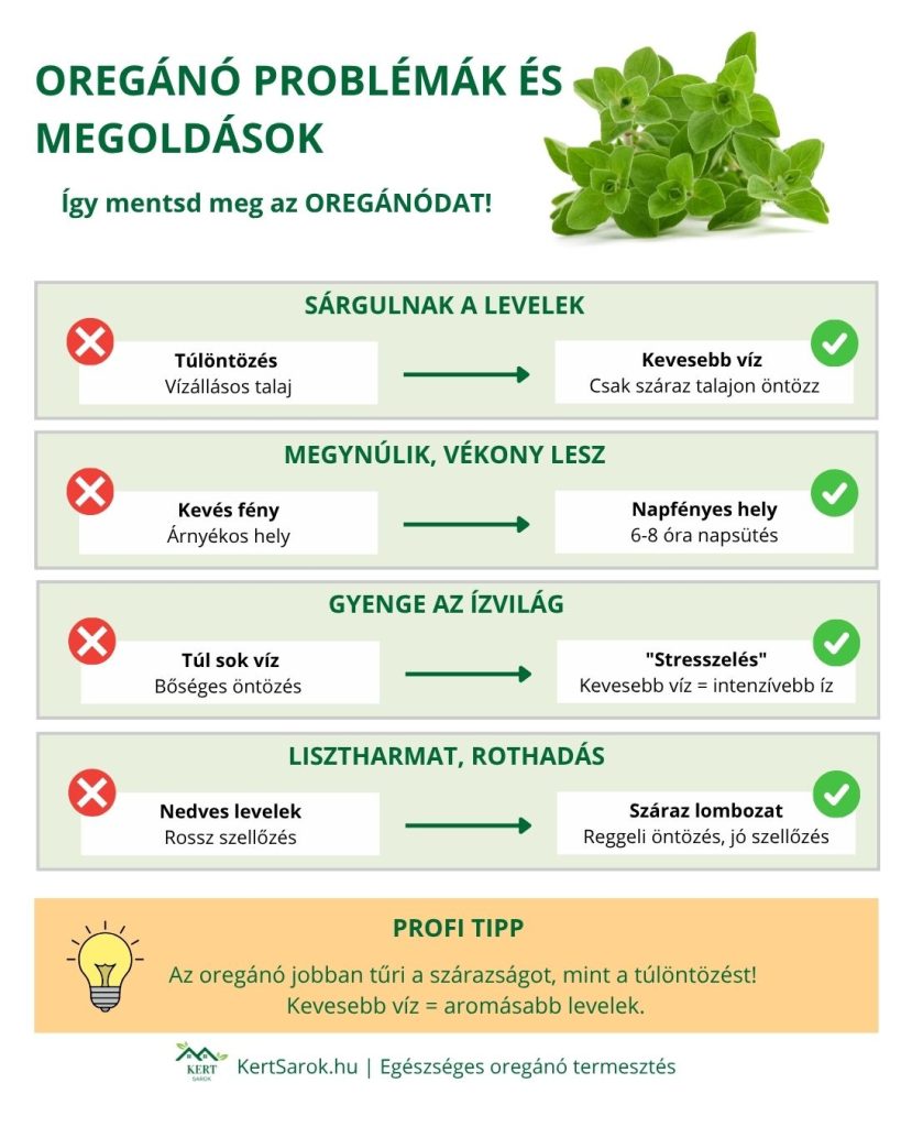 oregano infografika1