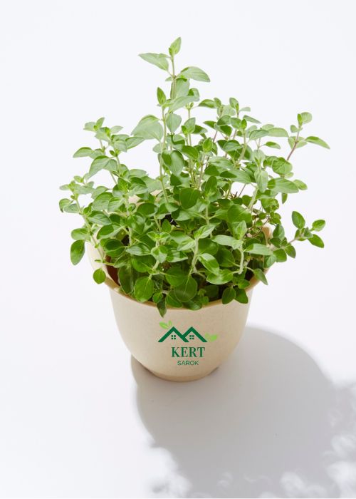 oregano cserép