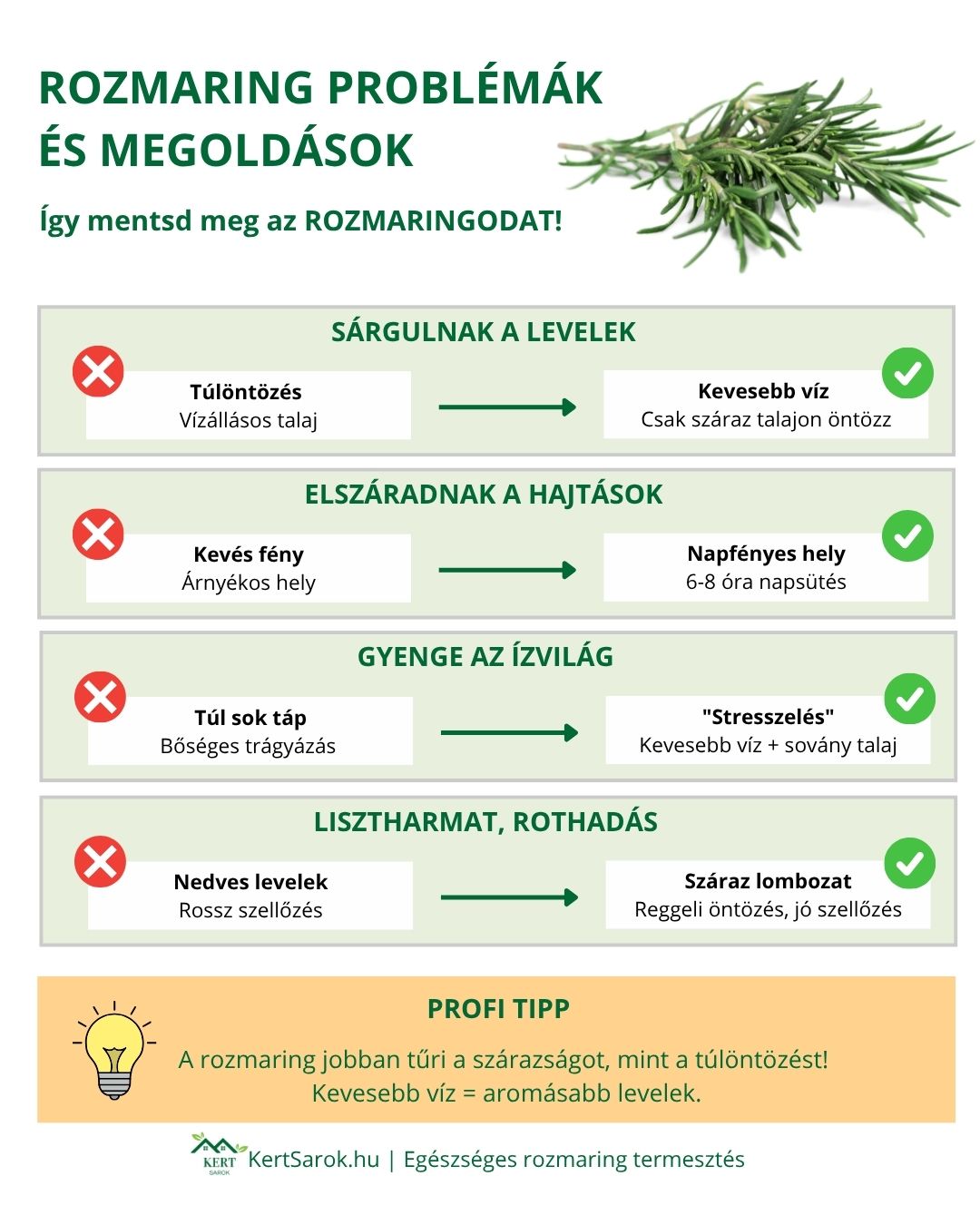 rozmaring infografika