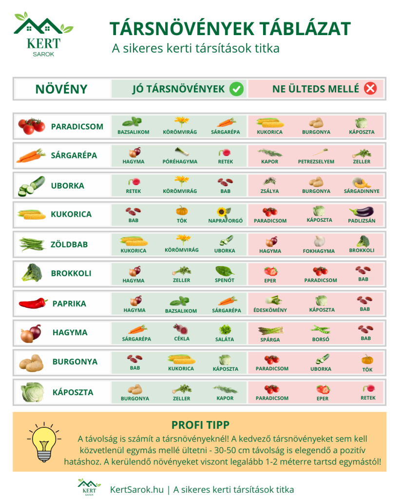 társítások infografika