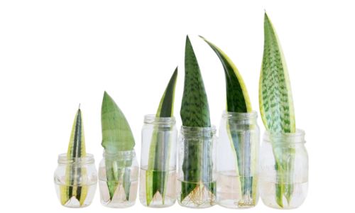 Anyósnyelv szaporítás levéldugvánnyal