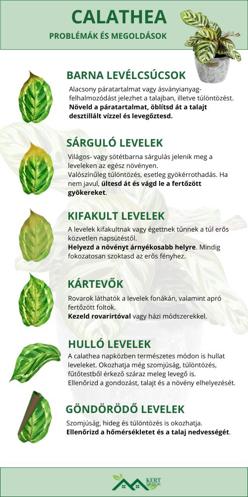 Calathea problémák és megoldások infografika