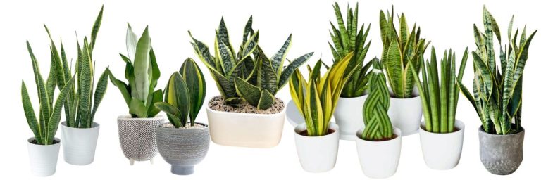 sansaviera - anyósnyelv